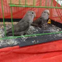 طوطی برزیلی رنگ خاص