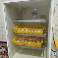 دستگاه جوجه کشی