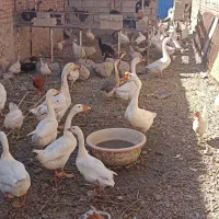 قوغاز|حیوانات مزرعه|بناب, |دیوار