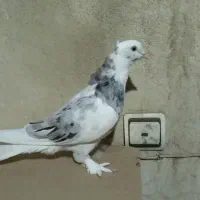 کبوتر|پرنده|تهران, سبلان (لشگر)|دیوار