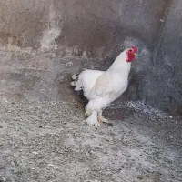 خروس برهما معاوضه با مرغ