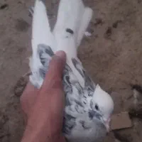 دوتا کبوتر غریب شرطی