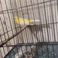 قناری|پرنده|کهریزک, |دیوار