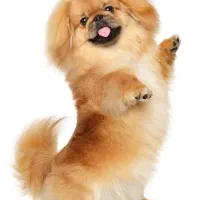 سگ پیدا شده