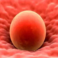 نیازمند تخمک اهدایی و رحم جایگزین