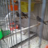 خرید فروش انواع پرنده زینتی|پرنده|سیرجان, |دیوار