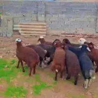 12 راس بره شیرمست