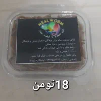 میلورم ممتاز خشک و زنده|خزنده|بیرجند, |دیوار