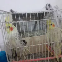 عروس هلندی فروشی