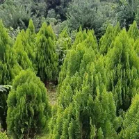 درختچه زینتی