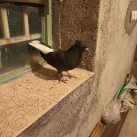 یک عدد سیاه دمسفید.معاوضه دارم|پرنده|دهدشت, |دیوار