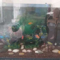 اکواریم با ماهی|ماهی|یزد, |دیوار