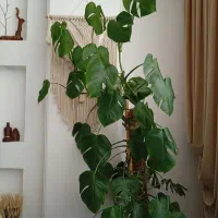 گلدان  همراه برگ انجیری