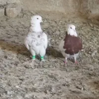 کفتر|پرنده|تربت جام, میان جام|دیوار