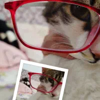 واگذاری رایگان