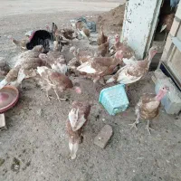 فروش بوقلمون بوربون و برنز و مرغ شاخدار مرغ محلی|حیوانات مزرعه|جوانرود, |دیوار