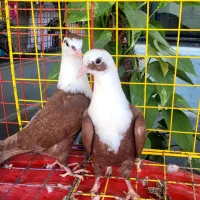 مخمل|پرنده|اهرم, |دیوار