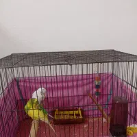 مرغ عشق با قفس