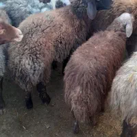 بره پای بروار