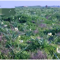 گل نرگس پیاز امسال