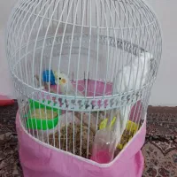 عروس هلندی سخنگو