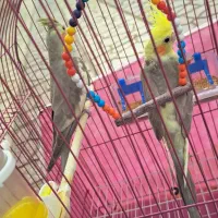 فروش یه جفت عروس هلندی نر و ماده بالغ