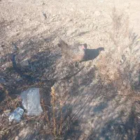 مرغ محلی بوقلمون|حیوانات مزرعه|گنبد کاووس, |دیوار