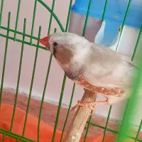 فنچ نر ۱۰۰ هزار