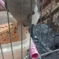 عروس هلندی آهویی|پرنده|آبادان, |دیوار