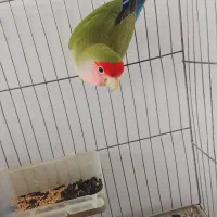 طوطی برزیلی نر
