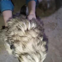 پنج تا توله سگ نژاد پامر اشپیتز قیمت خوب|سگ|برخوار, |دیوار