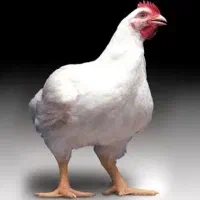 استخدام نیرو جهت مرغداری گوشتی