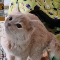 گربه اصیل بریتش