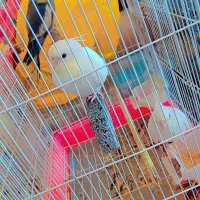 عروس|پرنده|گرگان, |دیوار