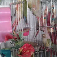 عروس هلندی|پرنده|پاکدشت, پاکدشت (مامازند)|دیوار