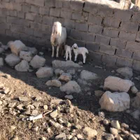 کوسفند مری با دو بره ماده فروش فوری