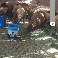 معاوضه پژوبا گوسفند