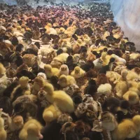 جوجه گلپایگان اصلاح نژاد و جهادی|حیوانات مزرعه|مشهد, رضاشهر|دیوار