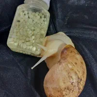 خاویار حلزون