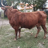 گاو چالوسی حامله فقیر3ماه حامله|حیوانات مزرعه|سنگر, |دیوار