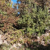 ا شراکت در بهره برداری باغ در بناب|استخدام مالی، حسابداری، حقوقی|بناب, |دیوار