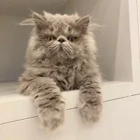 گربه پرشین سوپرفلت نر ۳ ماهه