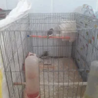 بچه فنج دونه ای ۱۰۰فج جفت۳۵۰