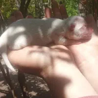 توله های پامر