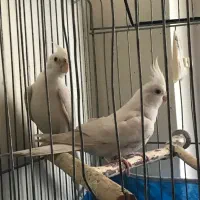 عروس هلندی آلبینو جفت