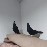 یک جفت کبوتر زاغ گمشده
