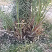 پاجوش کبکاب