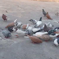 کبوتر رنگی دورگ همه رنگ|پرنده|رامشیر, |دیوار