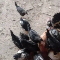 مرغ و خروس و نیمچه