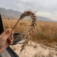 گندم آمریکایی درجه ۱